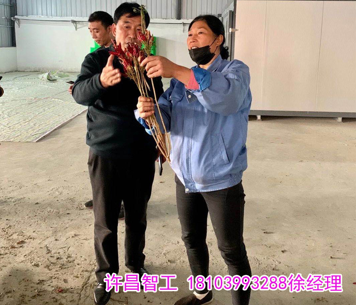辣椒烘干机