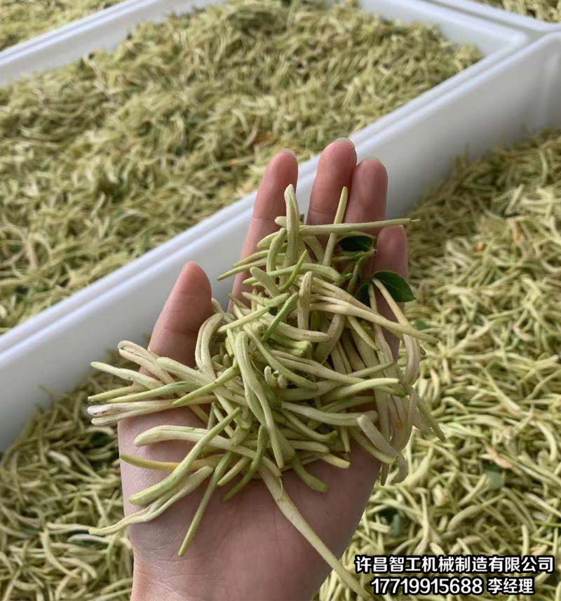 烘干金银花